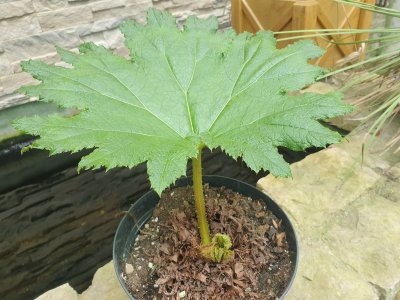 Gunnera manicata barota rukávovitá